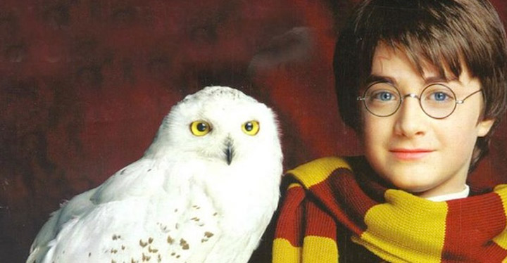 hedwig-potter